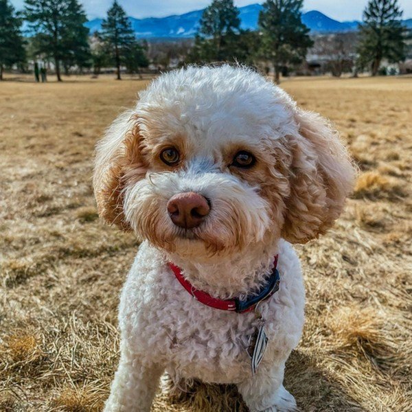 cavachon in Colorado Springs, Colorado
