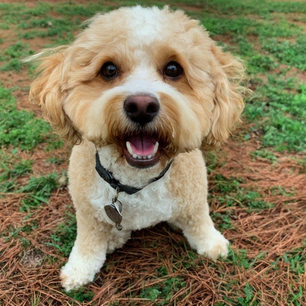 cavachon in Columbus, Georgia