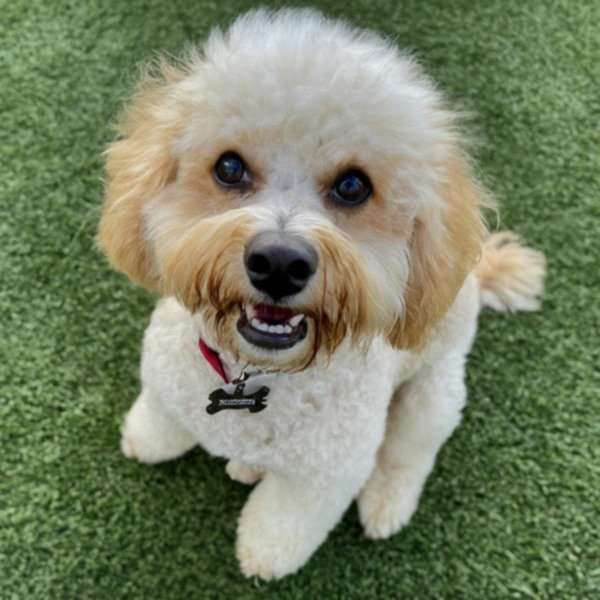 cavachon in Corona, California