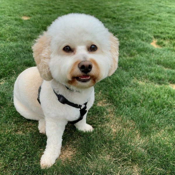 cavachon in Denver, Colorado