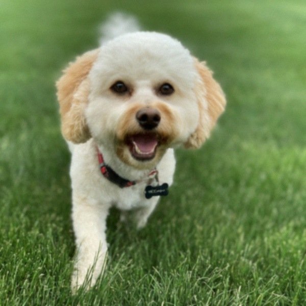 cavachon in Des Moines, Iowa
