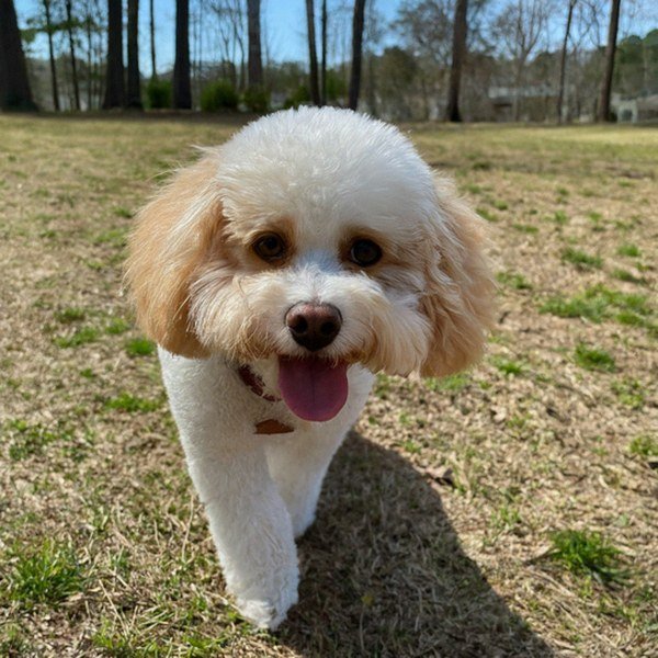 cavachon in Durham, North Carolina