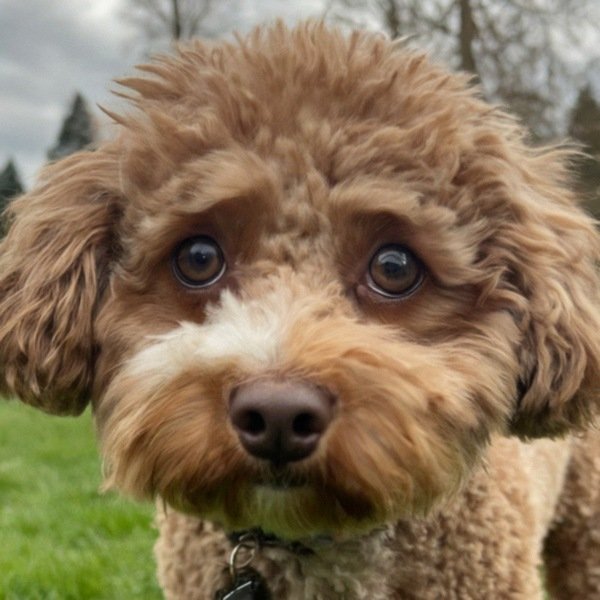 cavachon in Eugene, Oregon