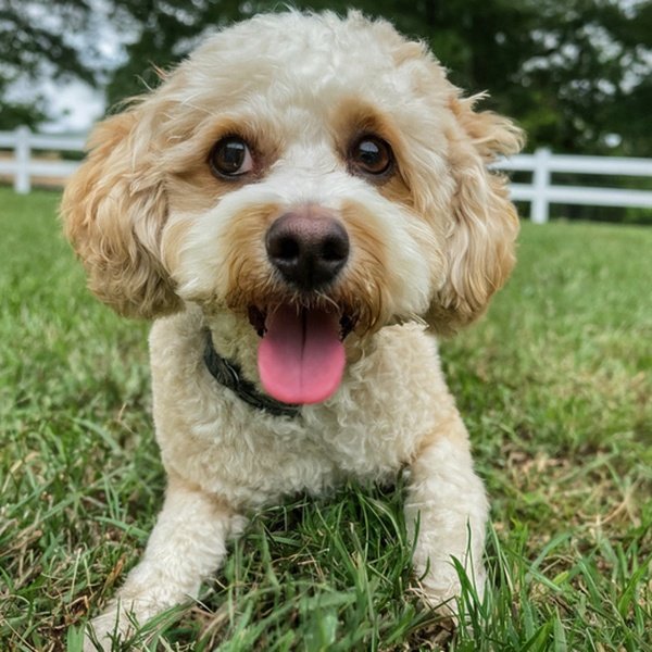 cavachon in Fayetteville, North Carolina