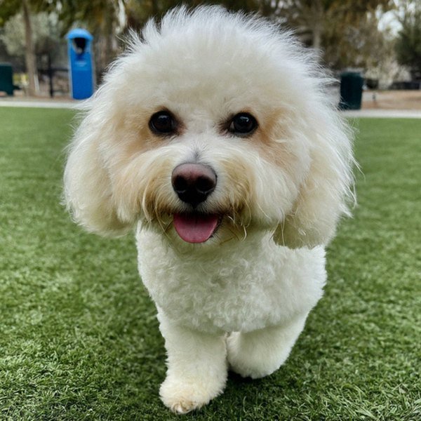 cavachon in Fontana, California