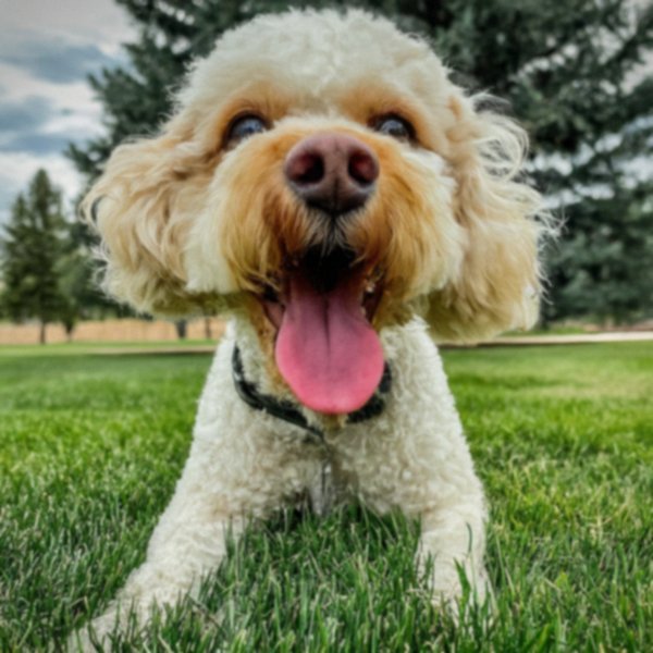 cavachon in Fort Collins, Colorado