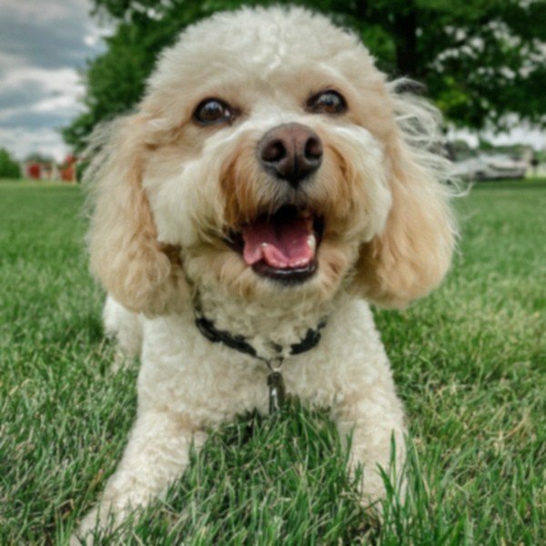 cavachon in Fort Wayne, Indiana