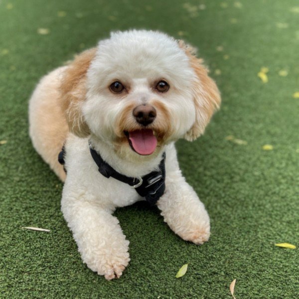 cavachon in Fremont, California