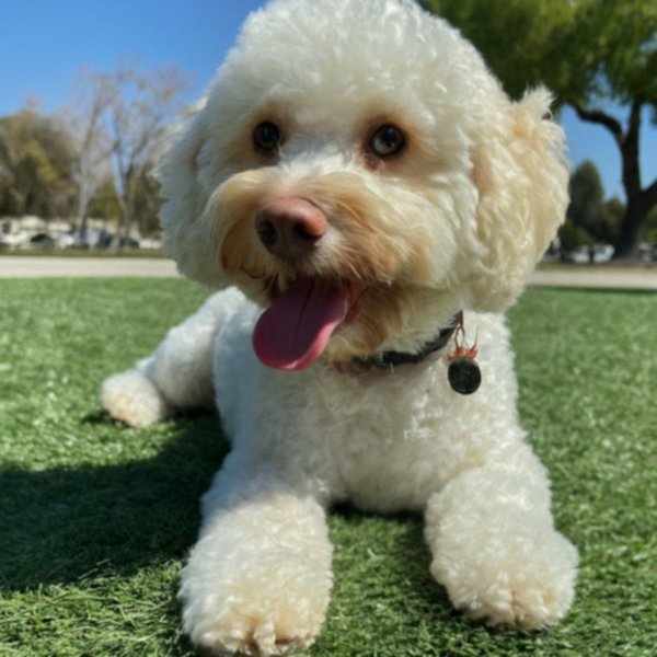cavachon in Fresno, California