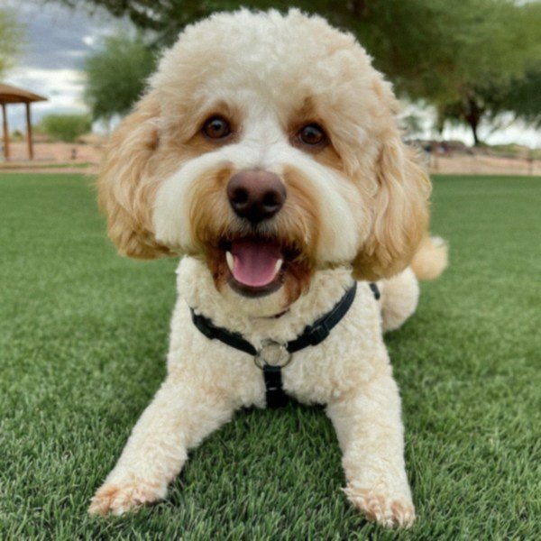 cavachon in Gilbert, Arizona