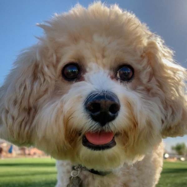 cavachon in Glendale, Arizona