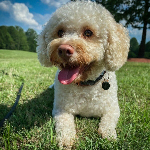 cavachon in Greensboro, North Carolina