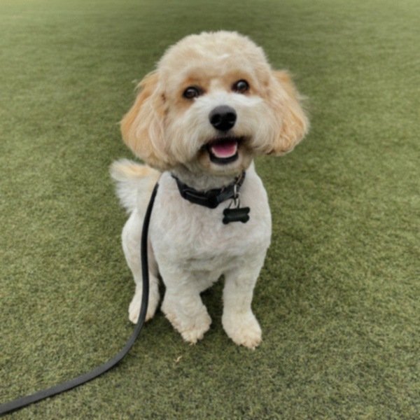 cavachon in Hayward, California