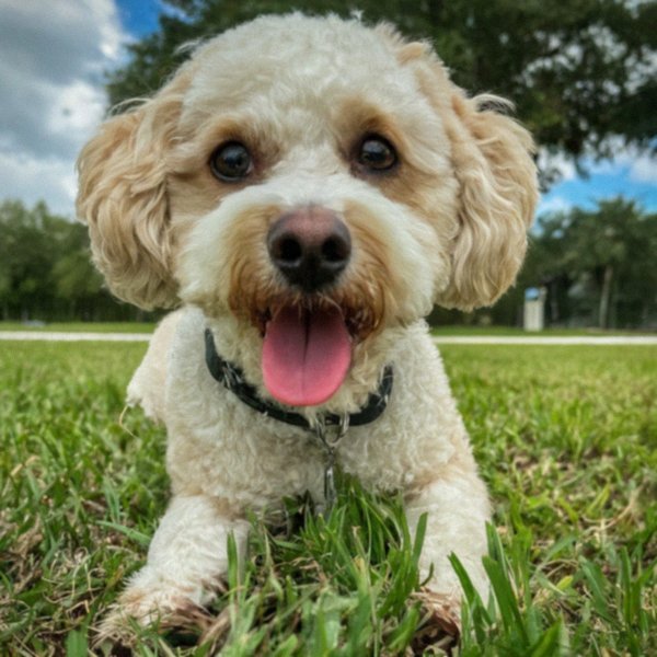 cavachon in Hialeah, Florida