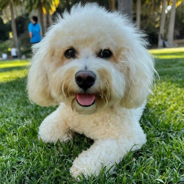 cavachon in Hollywood, California