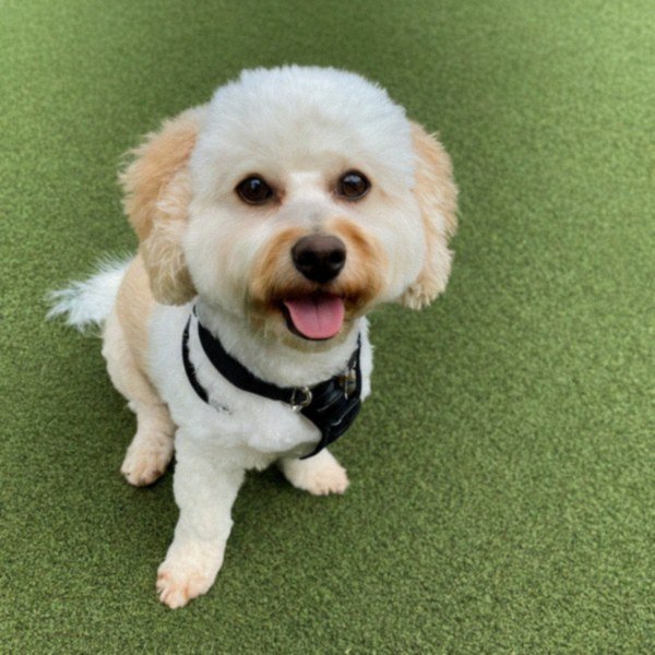 cavachon in Honolulu, Hawaii