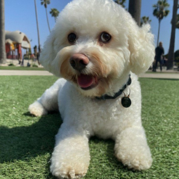 cavachon in Huntington Beach, California