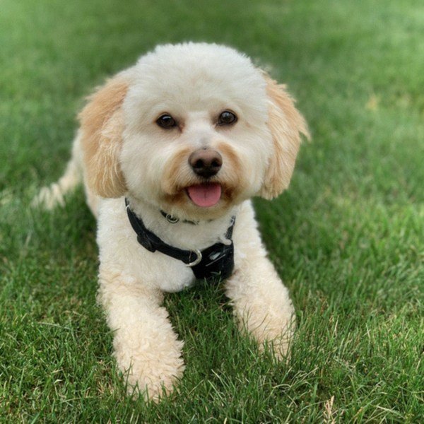 cavachon in Indianapolis, Indiana