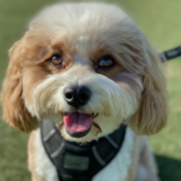 cavachon in Irvine, California