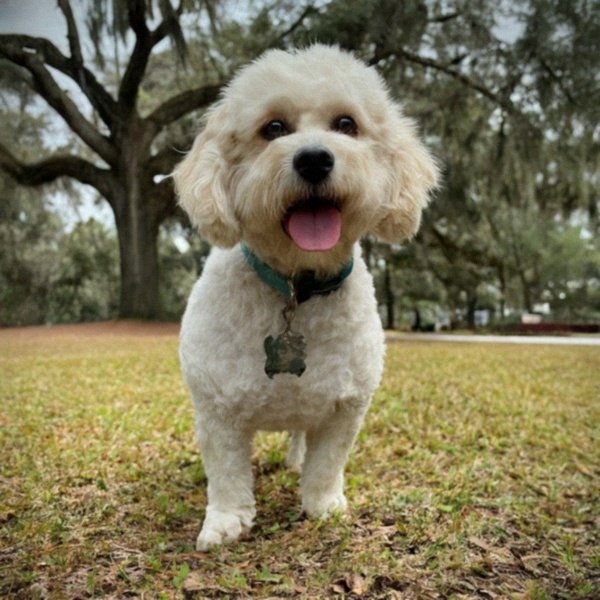cavachon in Jacksonville, Florida