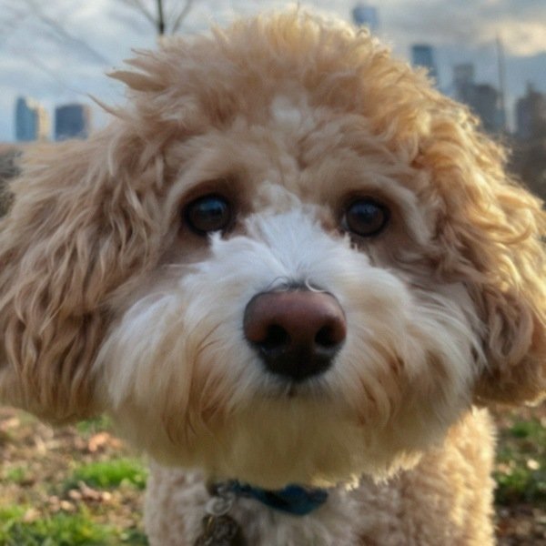 cavachon in Jersey City, New Jersey