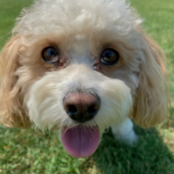 cavachon in Kansas City, Missouri