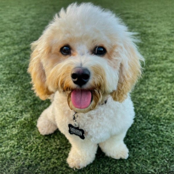 cavachon in Lancaster, California