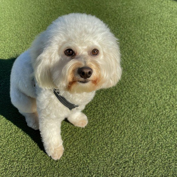 cavachon in Las Vegas, Nevada