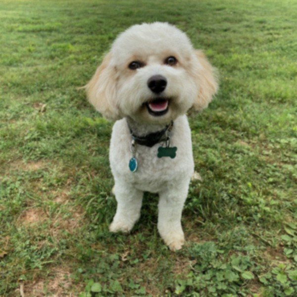 cavachon in Lexington, Kentucky