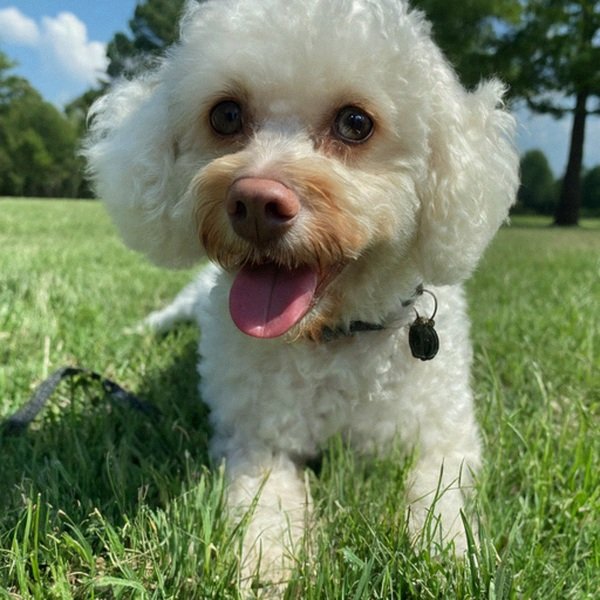 cavachon in Little Rock, Arkansas