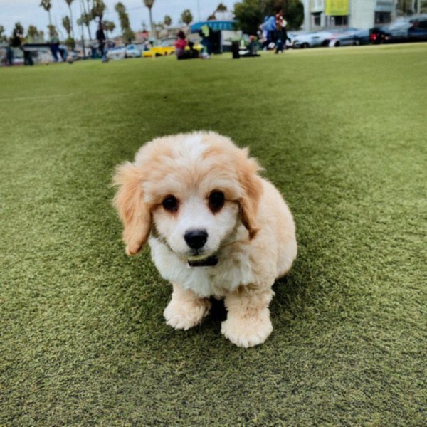 cavachon in Long Beach, California