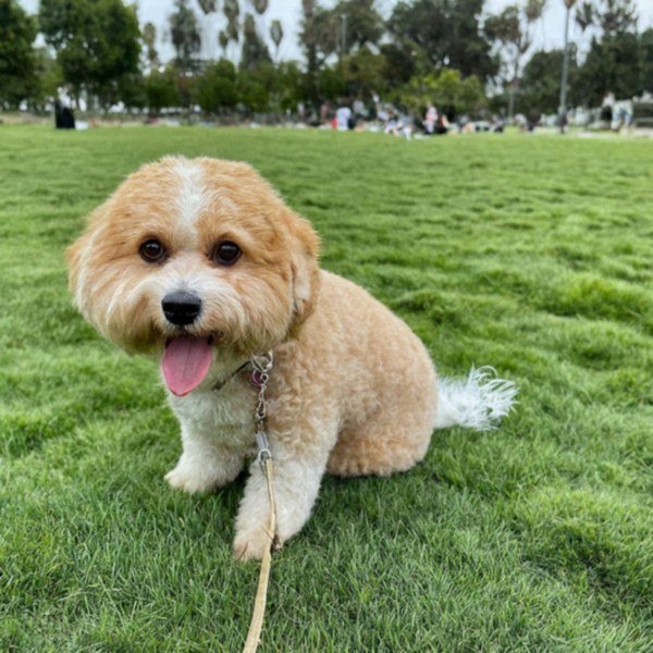 cavachon in Los Angeles, California