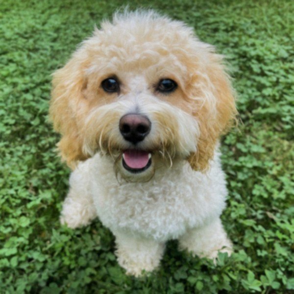 cavachon in Louisville, Kentucky