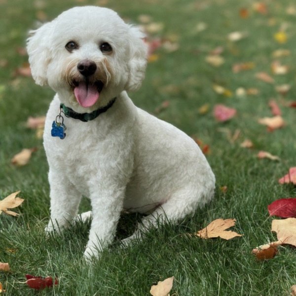 cavachon in Madison, Wisconsin