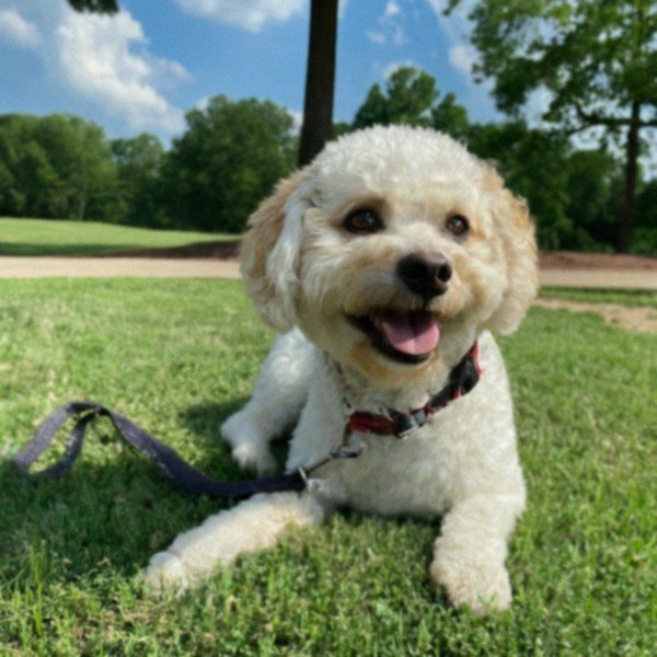 cavachon in Memphis, Tennessee