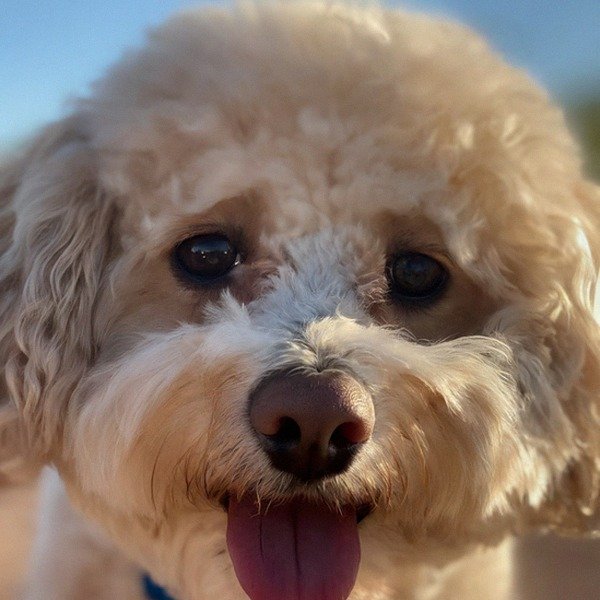 cavachon in Mesa, Arizona