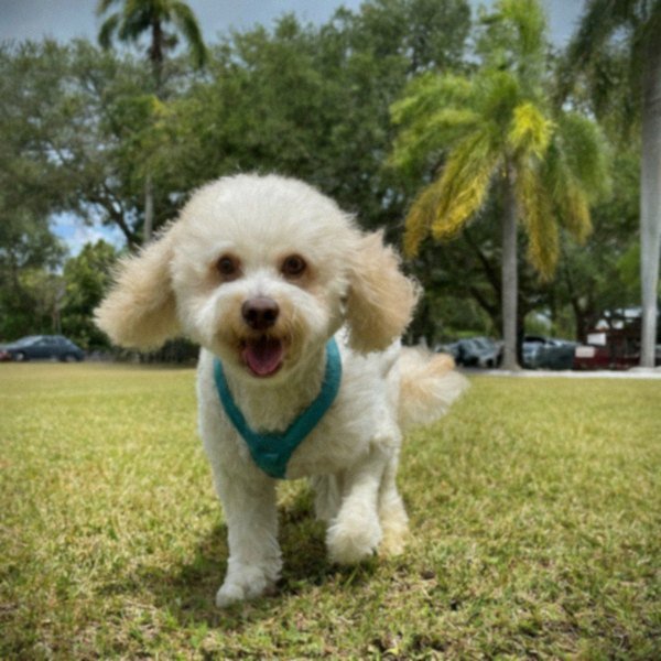 cavachon in Miami, Florida