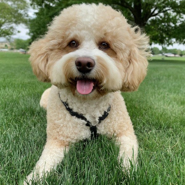 cavachon in Milwaukee, Wisconsin