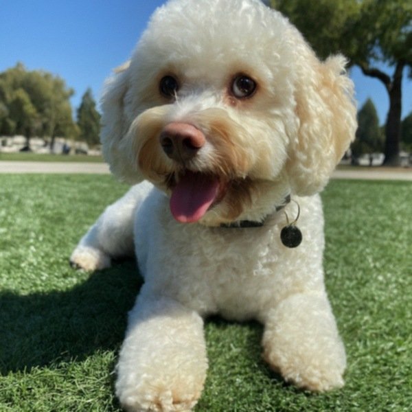 cavachon in Modesto, California