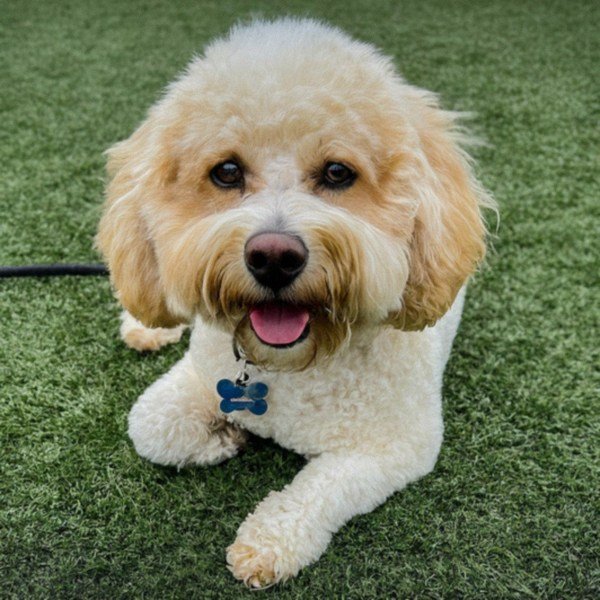 cavachon in Moreno Valley, California