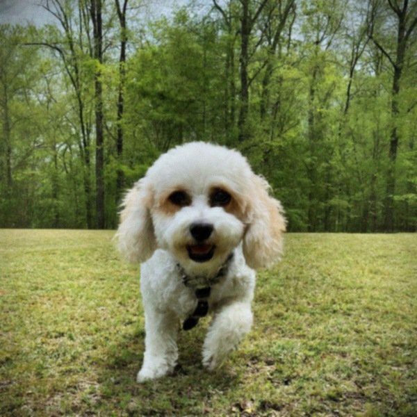 cavachon in Murfreesboro, Tennessee