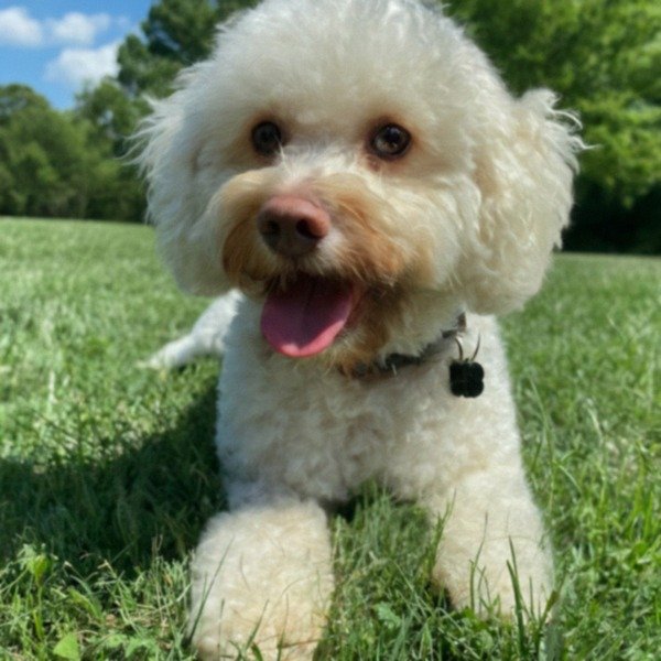cavachon in Nashville, Tennessee