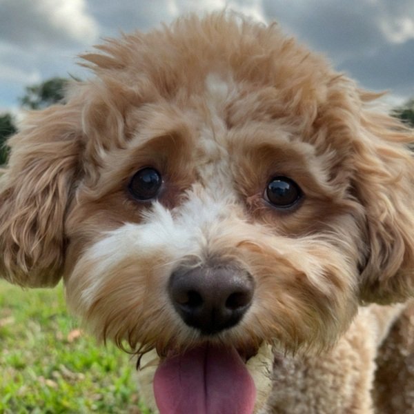 cavachon in New Orleans, Louisiana