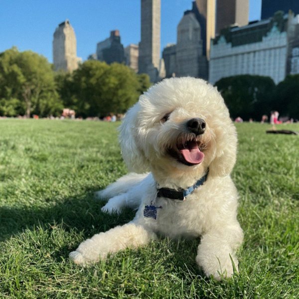 cavachon in New York, New York