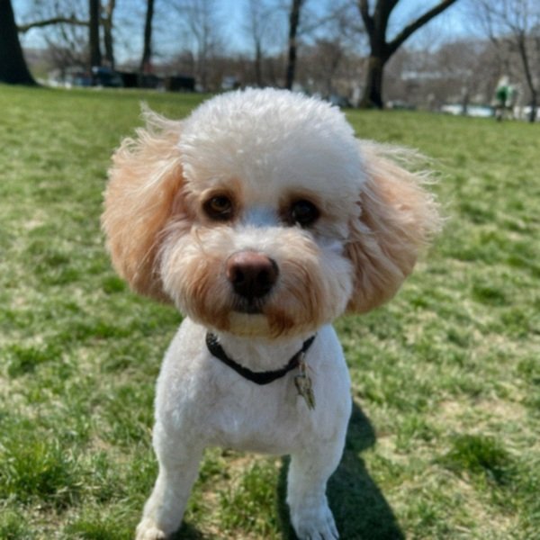 cavachon in Newark, New Jersey