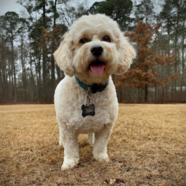 cavachon in Norfolk, Virginia