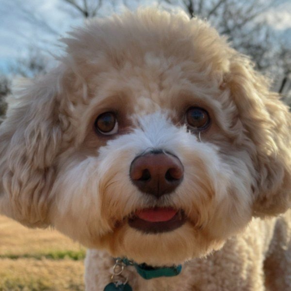 cavachon in Oklahoma City, Oklahoma