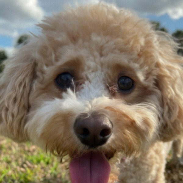 cavachon in Orlando, Florida