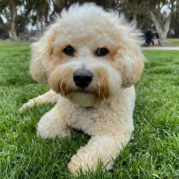 cavachon in Oxnard, California
