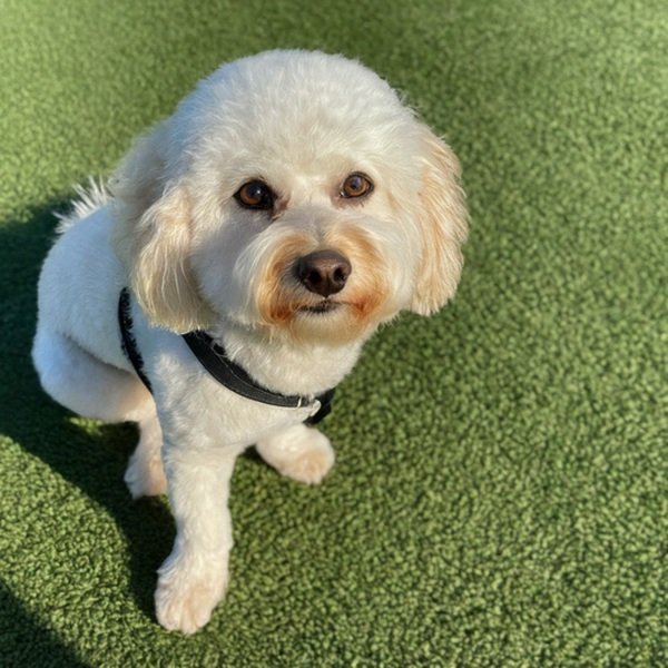 cavachon in Palmdale, California